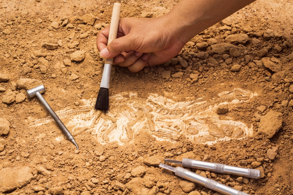 Tour Paleontología