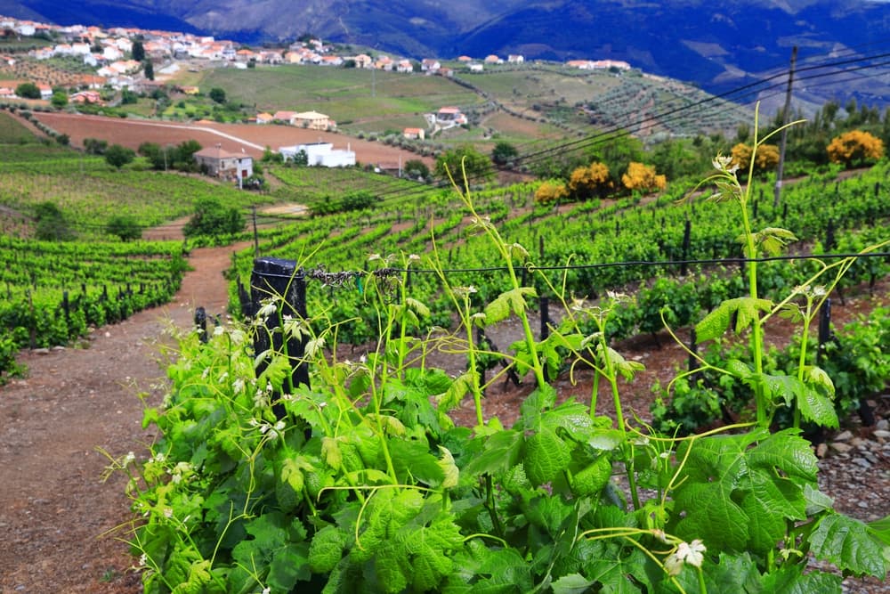 Viñedos en Boyacá